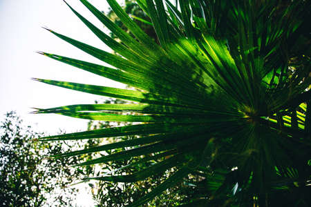 green leaves on the palm