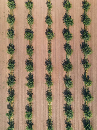 fields with crops top view