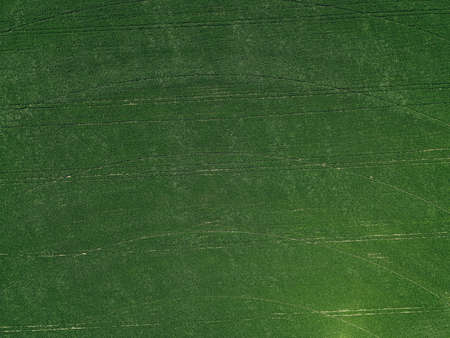 texture of fields and trees top view
