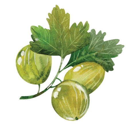 Hand drawn watercolor painting of gooseberry. Vector illustrationのイラスト素材