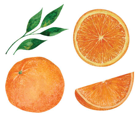 Set of hand drawn watercolor oranges. Vector illustrationのイラスト素材