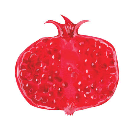 Watercolor pomegranate . Vector hand drawn illustrationのイラスト素材