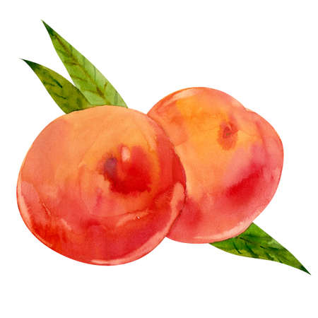 Watercolor peaches with leavesの写真素材