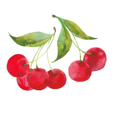 bunch of cherries, watercolor illustration  on white backgroundの写真素材