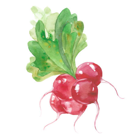 bunch of radishes, watercolor illustration  on white backgroundの写真素材