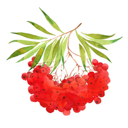 red rowan, watercolor illustration  on white backgroundの写真素材