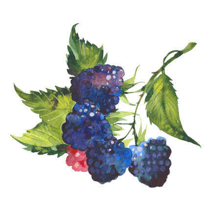 watercolor illustration blackberry, watercolor illustration on white backgroundの写真素材