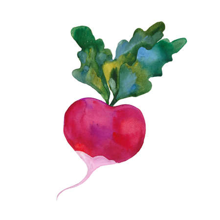 red radish, watercolor illustration  on white backgroundの写真素材