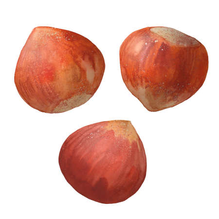  Ripe hazelnut, watercolor illustration on white backgroundの写真素材