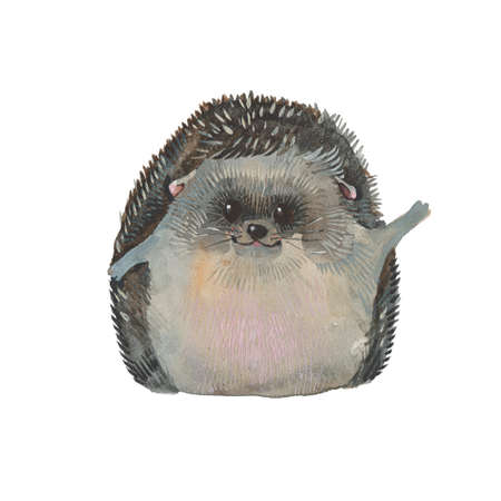 cute hedgehog, watercolor illustration  on white backgroundの写真素材