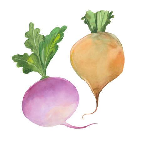 two ripe turnipsの写真素材