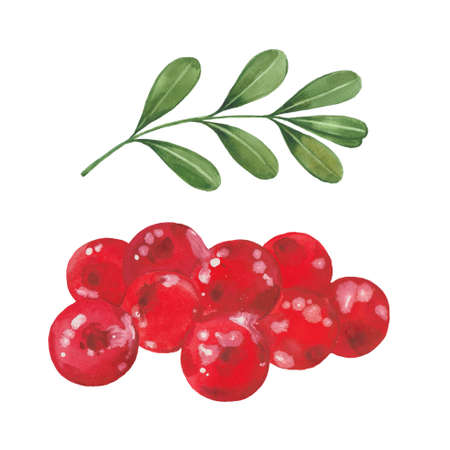 watercolor red cranberryの写真素材