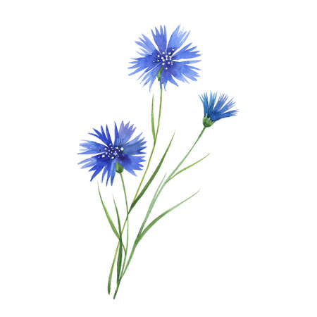 three cornflower flowersの写真素材