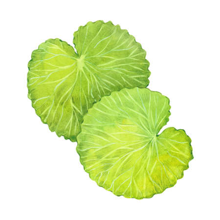 watercolor gotu-kola leaves