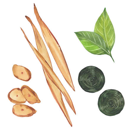 Watercolor set with liquorice. Watercolor illustration on white backgroundの写真素材