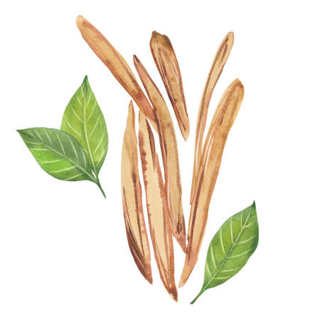 Licorice pods. Watercolor illustration on white backgroundの写真素材