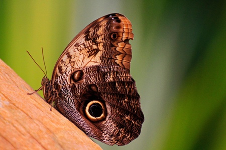beautiful butterfly standing on wood with green backgroundの写真素材