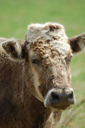 Cowの写真素材