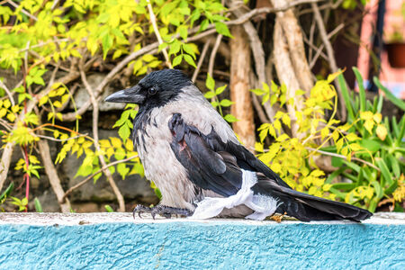 Crow with a brocken wingの写真素材