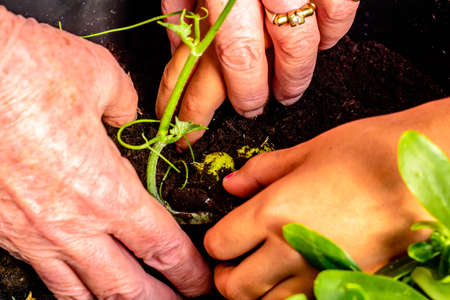 Planting flowersの写真素材