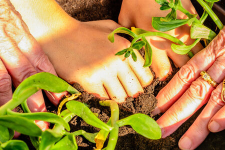 Planting flowersの写真素材