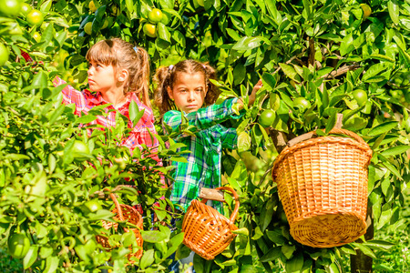 Seven year old girls are picking clementines from her gardenの写真素材