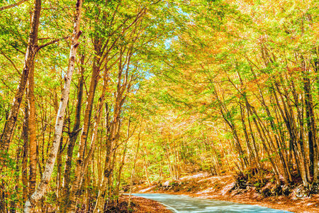 Forest in the Autumnの写真素材