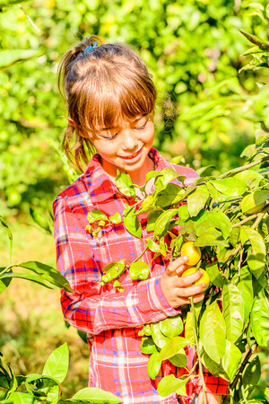 Seven year old girl is picking clementines from her gardenの写真素材