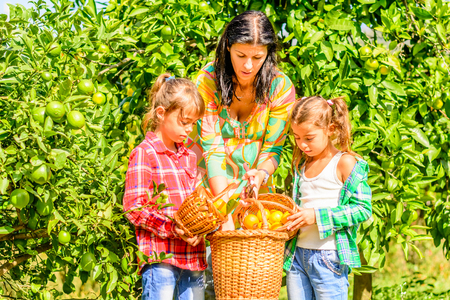 Mother and her Daughters are picking clementinesの写真素材