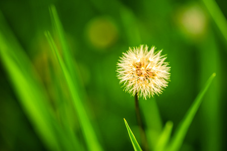 Dandelion, blur backgroundの写真素材