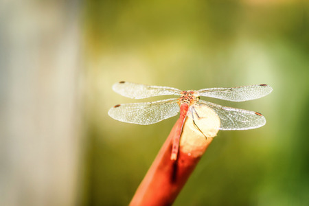 Dragonfly, blur backgroundの写真素材