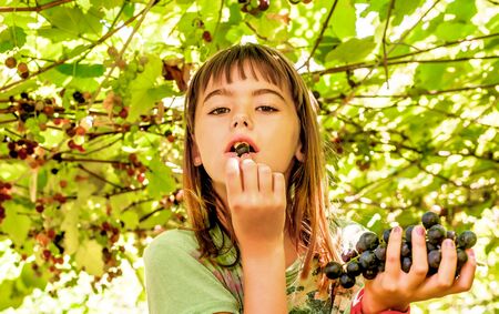 Beautiful little girl eating grapes in the summerの写真素材