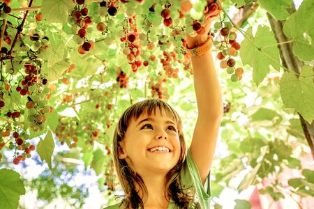 Beautiful little girl picking grapes in the summerの写真素材