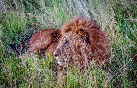 African Lion resting in the grass, Kenyaの写真素材