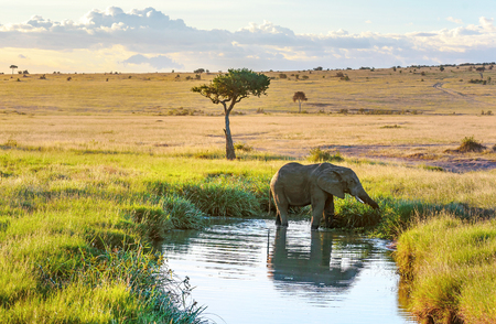 Elepant cooling down in the water in Masai Mara resort, Kenyaの写真素材