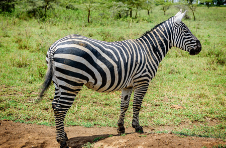 Grevy Zebra in Kenya, Africaの写真素材