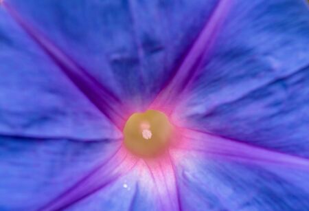 Violet petonia flower close up backgroundの写真素材