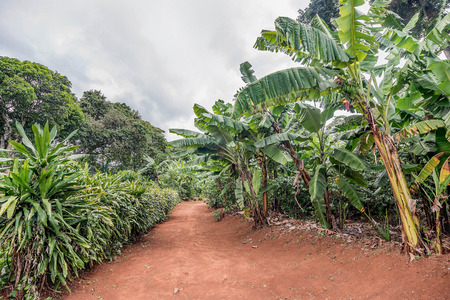 Bananas on a banana tree in Tanzania, Africaの写真素材