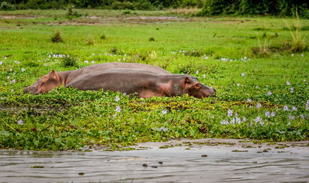 Two Hippopotamus in savannah of Murchison Falls, Ugandaの写真素材
