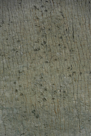 Footprints at Dinosaur park in Sucre, Boliviaのeditorial素材