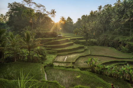 Rice terraces in Tegallalang, Ubud, Bali, Indonesia  Crop, Farm, Fieldの写真素材
