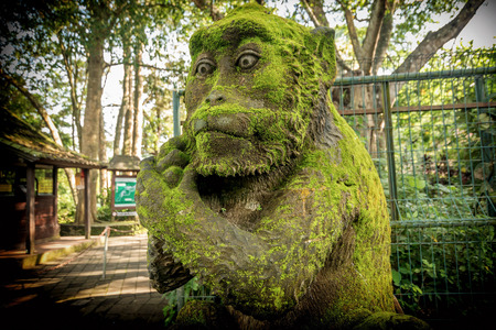 Sacred Monkey Forest Sanctuary in Ubud. Bali Island Indonesiaの写真素材