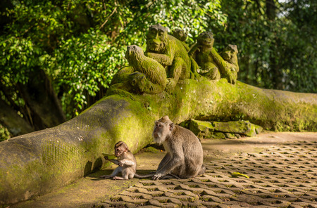 Macaque monkeys at Ubud Sacred Monkey Forest Sanctuary a nature reserve and Hindu temple complex in...