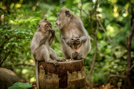 Macaque monkeys at Ubud Sacred Monkey Forest Sanctuary a nature reserve and Hindu temple complex in...