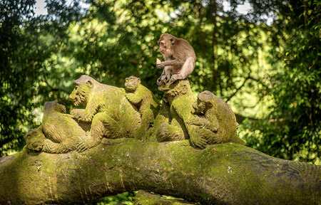 Macaque monkeys at Ubud Sacred Monkey Forest Sanctuary a nature reserve and Hindu temple complex in...