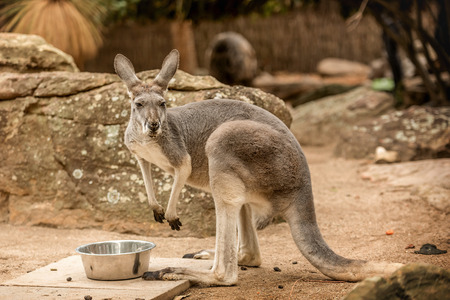 Wild red Kangaroo in the Zoo in Queensland, Australia