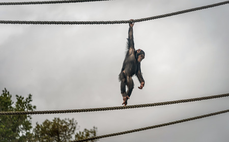 Chimpanzee  hanging on the rope