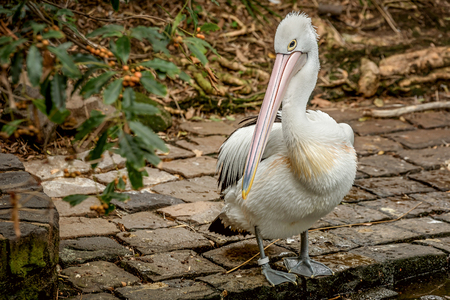 Pelican backgroundの写真素材