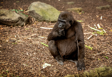 Chimpanzee background