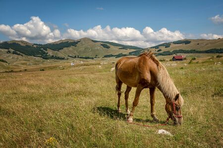 Beautiful horse at National Park Durmitor, Montenegroの写真素材